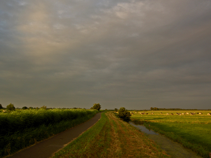 polder landscape